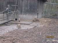 2014.03.15 - Possenlauf in Sondershausen-28